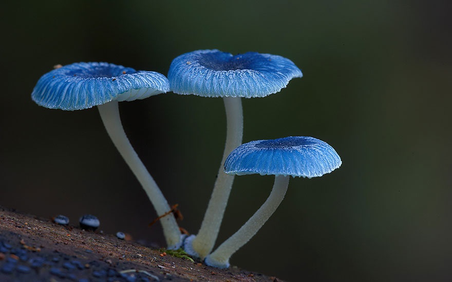 Mycena interrupta