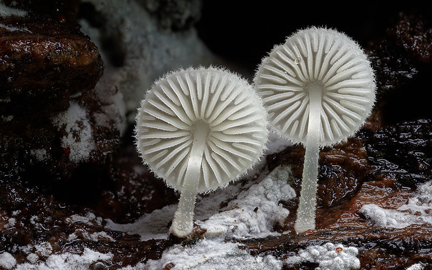 Mycena sp.