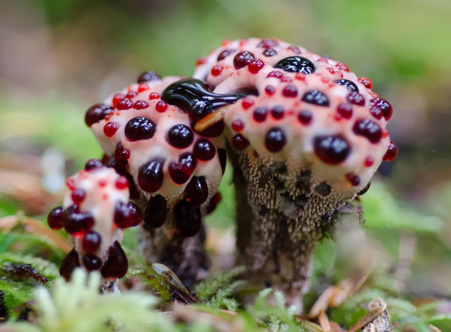 Hydnellum Peckii