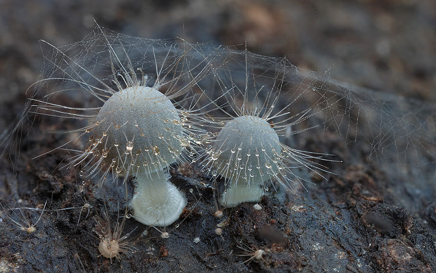 Mycena sez. Longisetae