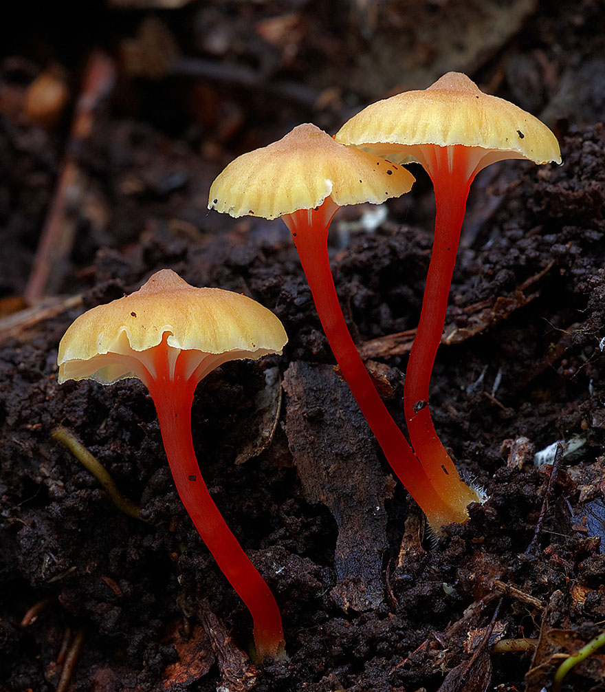 Hygrocybe sp.