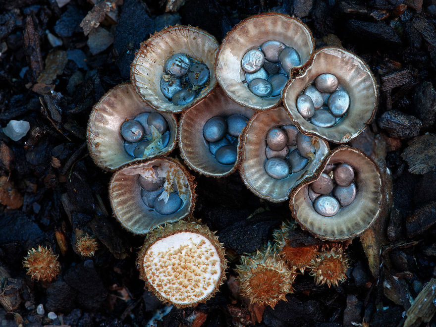 Cyathus Striatus