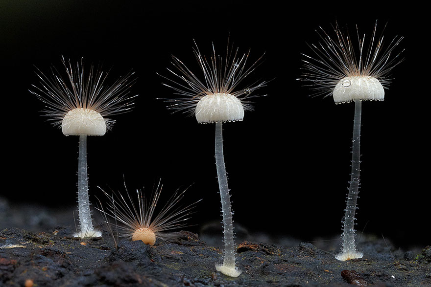 Mycena sez. Longisetae