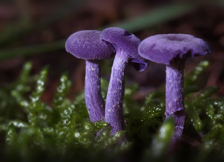 Laccaria amethistina