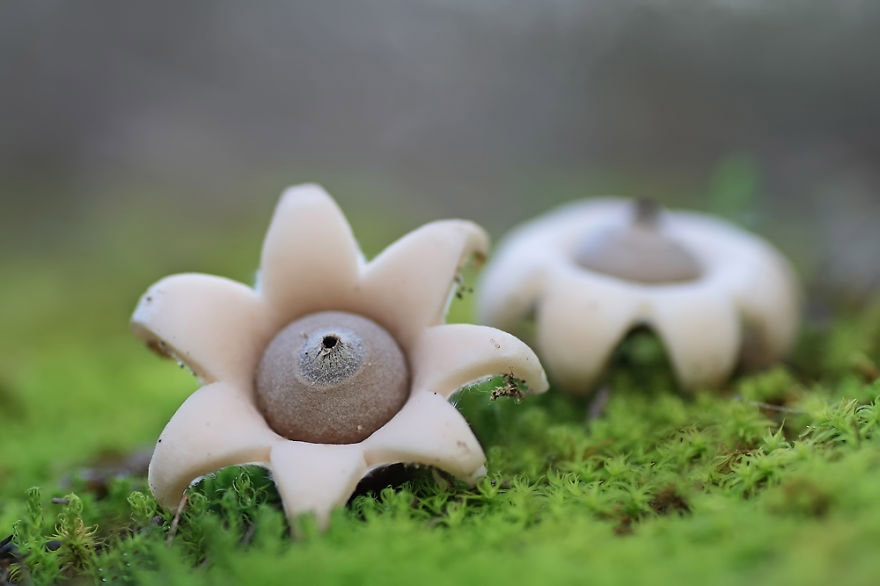 Geastrum Minimum