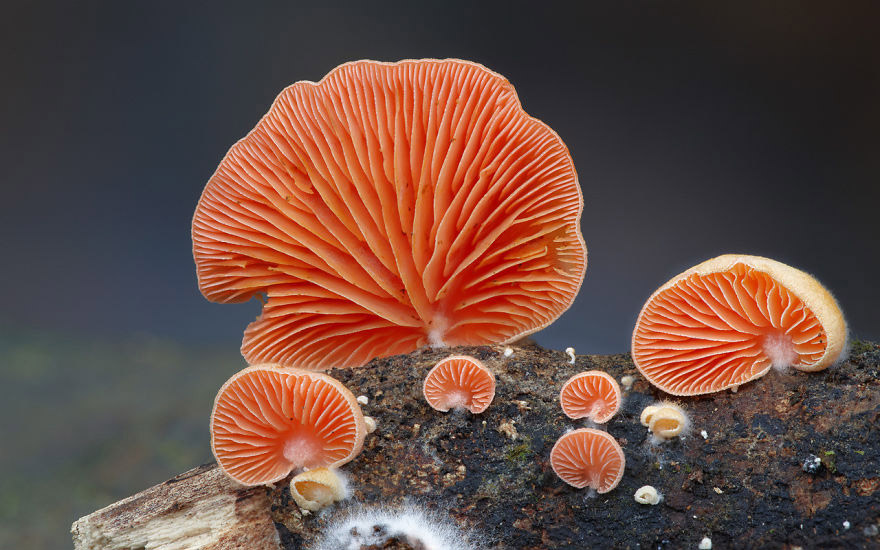 Crepidotus cinnabarinus