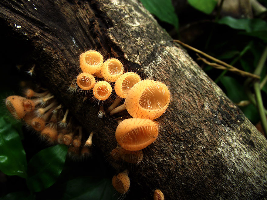 Cookeina tricholoma