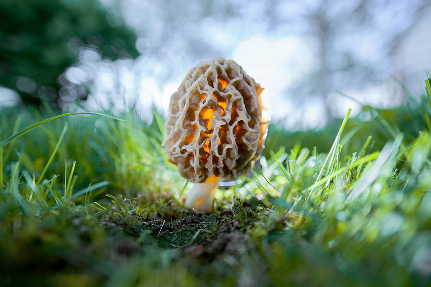 Morchella Esculenta