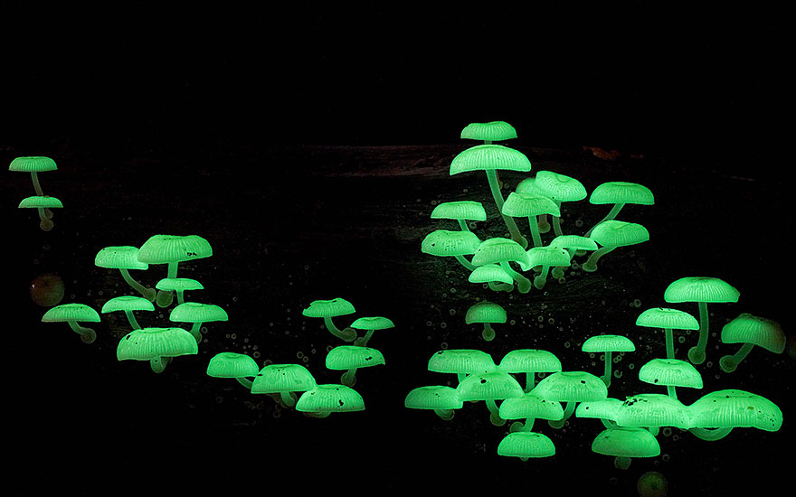 Mycena Chlorophos