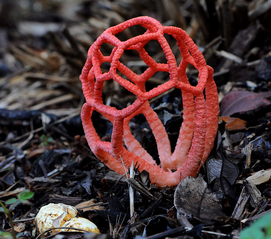 Clathrus Ruber