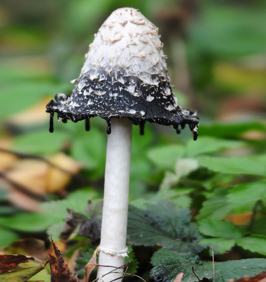 Coprinus Comatus