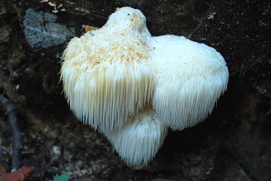 Hericium cf. erinaceus