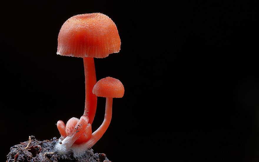 Hygrocybe cf. miniata