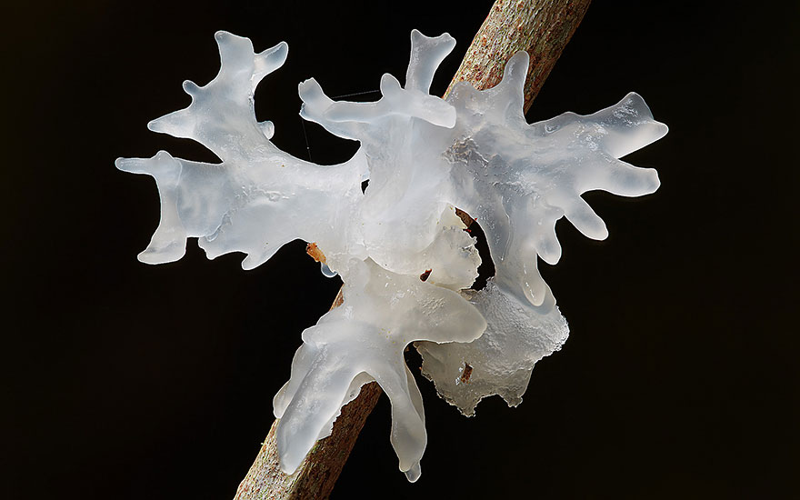 Tremella fuciformis